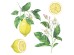 Lemons αυτοκόλλητα τοίχου βινυλίου (54122)