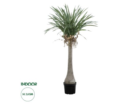 GloboStar® Artificial Garden BEAUCARNEA PALM TREE 20046 Τεχνητό Διακοσμητικό Φυτό Κυρτόφυλλος Μπουκαρνέα Υ165cm