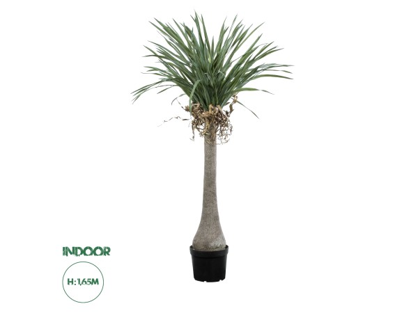 GloboStar® Artificial Garden BEAUCARNEA PALM TREE 20046 Τεχνητό Διακοσμητικό Φυτό Κυρτόφυλλος Μπουκαρνέα Υ165cm
