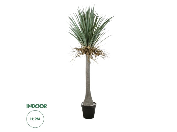 GloboStar® Artificial Garden BEAUCARNEA PALM TREE 20047 Τεχνητό Διακοσμητικό Φυτό Κυρτόφυλλος Μπουκαρνέα Υ200cm