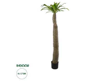GloboStar® Artificial Garden PACHYPODIUM LAMEREI PALM TREE 20130 Τεχνητό Διακοσμητικό Φυτό Φοίνικας της Μαγαδασκάρης Υ175cm
