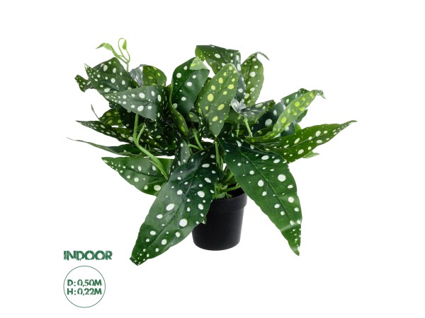 GloboStar® Artificial Garden BEGONIA POLKA DOT PLANT 20959 Διακοσμητικό Φυτό Βιγόνια Φ50 x Υ22cm GloboStar® Artificial Garden BEGONIA POLKA DOT PLANT 20959 Διακοσμητικό Φυτό Βιγόνια Φ50 x Υ22cm