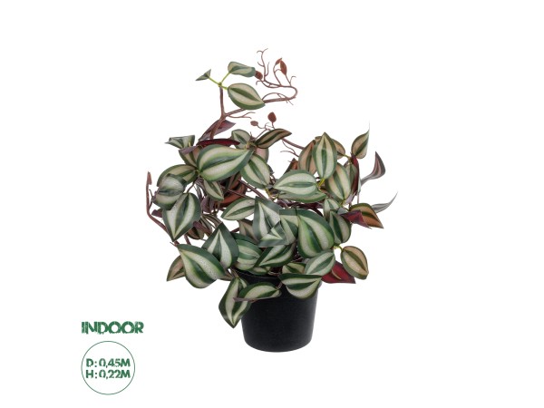 GloboStar® Artificial Garden ZEBRINA PLANT 20961 Διακοσμητικό Φυτό Ζεμπρίνα Φ45 x Υ22cm GloboStar® Artificial Garden ZEBRINA PLANT 20961 Διακοσμητικό Φυτό Ζεμπρίνα Φ45 x Υ22cm