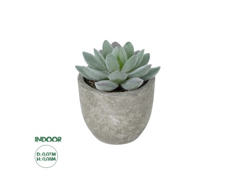 GloboStar® Artificial Garden SUCCULENT SEDEVERIA POTTED PLANT 21016 Διακοσμητικό Φυτό Σεδεβέρια  Φ7 x Υ8cm