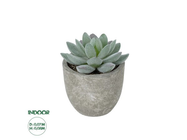 GloboStar® Artificial Garden SUCCULENT SEDEVERIA POTTED PLANT 21016 Διακοσμητικό Φυτό Σεδεβέρια  Φ7 x Υ8cm