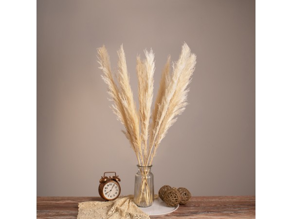 GLOBOSTAR® PAMPASGRASS 36507 Αποξηραμένο Διακοσμητικό Μπουκέτο Γρασίδι της Πάμπας - Μπεζ - Μ20 x Π20 x Υ80cm - Πακέτο 10 Τεμαχίων