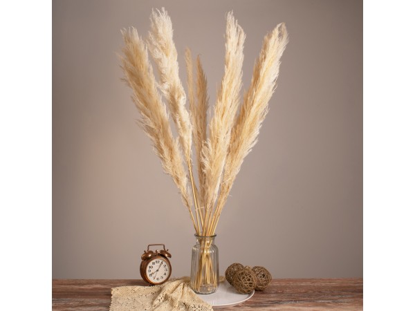 GLOBOSTAR® PAMPASGRASS 36508 Αποξηραμένο Διακοσμητικό Μπουκέτο Γρασίδι της Πάμπας - Μπεζ - Μ20 x Π20 x Υ100cm - Πακέτο 10 Τεμαχίων GLOBOSTAR® PAMPASGRASS 36508 Αποξηραμένο Διακοσμητικό Μπουκέτο Γρασίδι της Πάμπας - Μπεζ - Μ20 x Π20 x Υ100cm - Πακέτο 10 Τεμαχίων