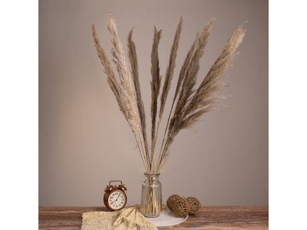 GloboStar® PAMPASGRASS 36512 Αποξηραμένο Φυτό Γρασίδι της Πάμπας - Μπουκέτο Διακοσμητικών Κλαδιών Καφέ - Γκρι Υ100cm - Σετ 10 τμχ