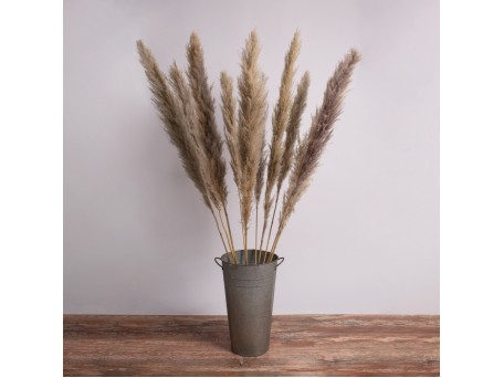 GLOBOSTAR® PAMPASGRASS 36514 Αποξηραμένο Διακοσμητικό Μπουκέτο Γρασίδι της Πάμπας - Καφέ - Μ20 x Π20 x Υ150cm - Πακέτο 5 Τεμαχίων