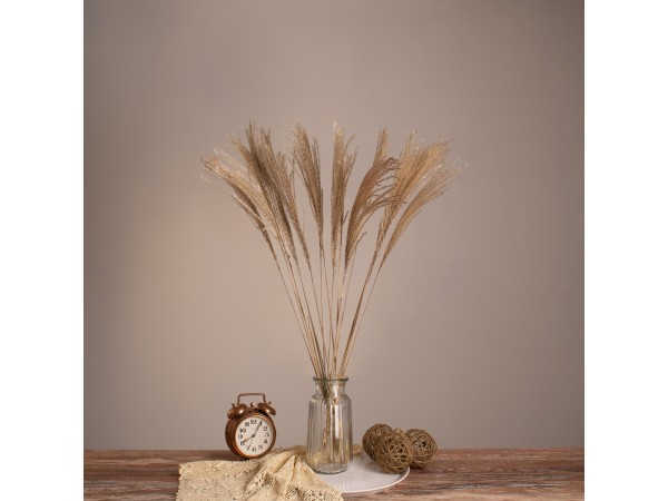 GLOBOSTAR® MISCANTHUS 36536 Αποξηραμένο Διακοσμητικό Μπουκέτο Μίσχανθος - Μπεζ - Μ20 x Π20 x Υ80cm - Πακέτο 20 Τεμαχίων