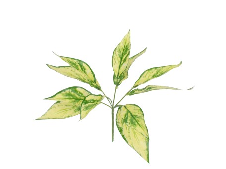 GloboStar® AUCUBA 78223 Τεχνητό Φυτό Κηληδωμένη Δάφνη - Μπουκέτο Διακοσμητικών Φυτών - Κλαδιών με Φύλλωμα Πράσινο - Κίτρινο Υ25cm