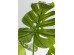 Διακοσμητικό Φυτό Monstera Πράσινο 110 εκ.  - Πράσινο