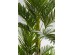Φυτό Palm Tree Πράσινο 190 εκ. - Πράσινο Φυτό Palm Tree Πράσινο 190 εκ. - Πράσινο