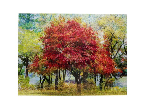 Γυάλινος Πίνακας Φθινοπωρινά Δέντρα Πράσινο-Κόκκινο  160x0.4x120εκ