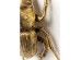 Διακοσμητικό Τοίχου Σκαθάρι Herkules Χρυσό 44707x44694x41εκ - Χρυσό