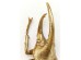 Διακοσμητικό Τοίχου Σκαθάρι Herkules Χρυσό 44707x44694x41εκ - Χρυσό