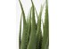 Τεχνητό Φυτό Aloe Πράσινο 20x20x69 εκ. - Πράσινο Τεχνητό Φυτό Aloe Πράσινο 20x20x69 εκ. - Πράσινο
