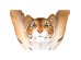 Βοηθητικό Τραπεζάκι Animal Τίγρης Καφέ  37x35x53εκ - Πολύχρωμο