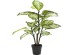 Τεχνητό Φυτό  Dieffenbachie Πράσινο 100x20x20εκ. - Πράσινο