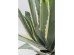 Τεχνητό Φυτό Agave Πράσινο 50*60*60εκ. - Πράσινο Τεχνητό Φυτό Agave Πράσινο 50*60*60εκ. - Πράσινο