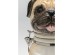 Δοχείο Σκύλος Jar Pug 18*14*24εκ. - Καφέ Δοχείο Σκύλος Jar Pug 18*14*24εκ. - Καφέ