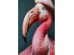 Glass Picture Mister Flamingo 120x160cm - Πολύχρωμο