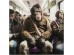 Glass Picture Commuter Monkey 60x60cm - Πολύχρωμο