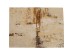 Χαλί Dust Καφέ/Μπεζ  200x300x2εκ. - Μπεζ