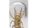 Διακοσμητικό Επιτραπέζιο Bell Jar Hercules Beetle Γυαλί Χρυσό 13*13*20εκ. - Χρυσό Διακοσμητικό Επιτραπέζιο Bell Jar Hercules Beetle Γυαλί Χρυσό 13*13*20εκ. - Χρυσό