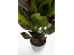 Τεχνητό Φυτό  Canna Lily Πράσινο 45*45*115εκ. - Πράσινο