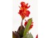 Τεχνητό Φυτό  Canna Lily Πράσινο 55*55*165εκ. - Πράσινο