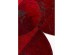 Χαλί Marroni Δέρμα Κόκκινο 170*240εκ. - Κόκκινο Χαλί Marroni Δέρμα Κόκκινο 170*240εκ. - Κόκκινο