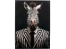 Πίνακας Καμβάς  Mister Zebra Μαύρος 50x3x70εκ. - Μαύρο