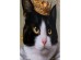 Πίνακας Καμβάς  Prinzess Cat Μαύρη 40x2.5x50εκ. - Μαύρο