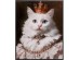 Πίνακας Καμβάς Princess Cat Λευκή  40x2.5x50εκ. - Κόκκινο