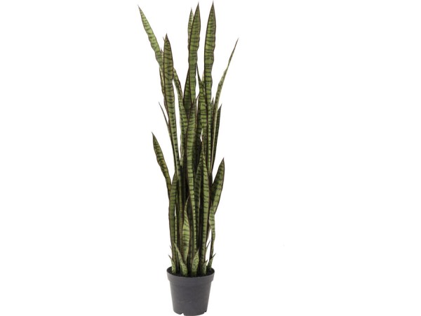 Διακοσμητικό Φυτό Sansewieria 155 εκ. - Πράσινο Διακοσμητικό Φυτό Sansewieria 155 εκ. - Πράσινο