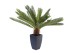 Διακοσμητικό Φυτό Cycas Tree Πράσινο 40x20x78 εκ. - Πράσινο Διακοσμητικό Φυτό Cycas Tree Πράσινο 40x20x78 εκ. - Πράσινο