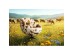 Πολυθρόνα Περιστρεφόμενη Cutie Cow Ύφασμα Καφέ 76*86*82εκ. - Καφέ Πολυθρόνα Περιστρεφόμενη Cutie Cow Ύφασμα Καφέ 76*86*82εκ. - Καφέ