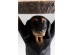 Τραπέζι Βοηθητικό Animal Bassotto Μαύρο 35.5x31.5x52εκ. - Μαύρο