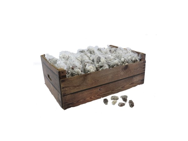 PINUS ΔΙΑΚΟΣΜΗΤΙΚΟ ΚΟΥΚΟΥΝΑΡΙΑ ΛΕΥΚΟ PINUS ΔΙΑΚΟΣΜΗΤΙΚΟ ΚΟΥΚΟΥΝΑΡΙΑ ΛΕΥΚΟ