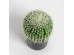 FEROCACTUS ΦΥΤΟ ΤΕΧΝΗΤΟ ΣΕ ΓΛΑΣΤΡΑ 18x18x30cm ΥΦΑΣΜΑ ΠΡΑΣΙΝΟ ΛΕΥΚΟ ΠΛΑΣΤΙΚΟ
