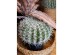 FEROCACTUS ΦΥΤΟ ΤΕΧΝΗΤΟ ΣΕ ΓΛΑΣΤΡΑ 25x25x33cm ΥΦΑΣΜΑ ΠΡΑΣΙΝΟ ΛΕΥΚΟ ΠΛΑΣΤΙΚΟ