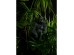 GORILLA BERINGEI ΔΙΑΚΟΣΜΗΤΙΚΟ ΓΟΡΙΛΑΣ 21x19.5x38.8cm POLYRESIN ΜΑΥΡΟ ΜΑΤ GORILLA BERINGEI ΔΙΑΚΟΣΜΗΤΙΚΟ ΓΟΡΙΛΑΣ 21x19.5x38.8cm POLYRESIN ΜΑΥΡΟ ΜΑΤ