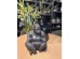 GORILLA BERINGEI ΔΙΑΚΟΣΜΗΤΙΚΟ ΓΟΡΙΛΑΣ 21x19.5x38.8cm POLYRESIN ΜΑΥΡΟ ΜΑΤ GORILLA BERINGEI ΔΙΑΚΟΣΜΗΤΙΚΟ ΓΟΡΙΛΑΣ 21x19.5x38.8cm POLYRESIN ΜΑΥΡΟ ΜΑΤ