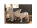 MONTY A ΔΙΑΚΟΣΜΗΤΙΚΟ ΣΚΥΛΟΣ 23x12x18cm POLYRESIN ΛΕΥΚΟ