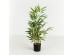 BAMBOO ΦΥΤΟ ΤΕΧΝΗΤΟ ΣΕ ΓΛΑΣΤΡΑ 70cm POLYESTER ΠΡΑΣΙΝΟ PVC BAMBOO ΦΥΤΟ ΤΕΧΝΗΤΟ ΣΕ ΓΛΑΣΤΡΑ 70cm POLYESTER ΠΡΑΣΙΝΟ PVC