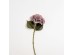 HYDRANGEA ΛΟΥΛΟΥΔΙ ΤΕΧΝΗΤΟ 52cm POLYESTER DUSTY PINK ΠΡΑΣΙΝΟ