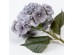HYDRANGEA ΛΟΥΛΟΥΔΙ ΤΕΧΝΗΤΟ 52cm POLYESTER ΓΚΡΙ ΠΡΑΣΙΝΟ HYDRANGEA ΛΟΥΛΟΥΔΙ ΤΕΧΝΗΤΟ 52cm POLYESTER ΓΚΡΙ ΠΡΑΣΙΝΟ