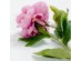 PEONY ΛΟΥΛΟΥΔΙ ΤΕΧΝΗΤΟ 67cm POLYESTER ΡΟΖ ΠΡΑΣΙΝΟ