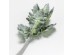 SENECIO CINERARIA ΚΛΑΔΙ ΤΕΧΝΗΤΟ 38cm POLYESTER ΠΡΑΣΙΝΟ SENECIO CINERARIA ΚΛΑΔΙ ΤΕΧΝΗΤΟ 38cm POLYESTER ΠΡΑΣΙΝΟ